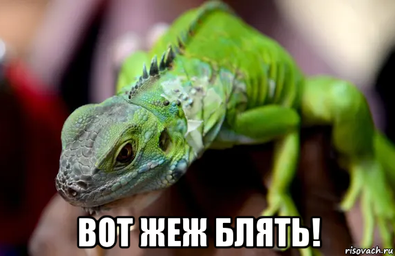  вот жеж блять!, Мем Дракон