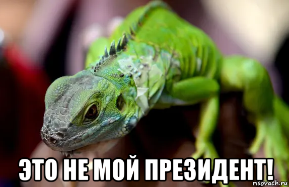  это не мой президент!, Мем Дракон