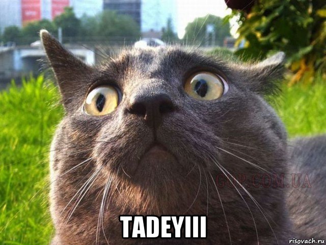  tadeyiii