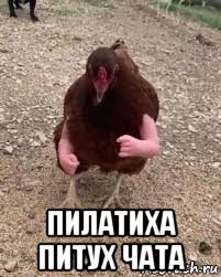  пилатиха питух чата, Мем Ививиу