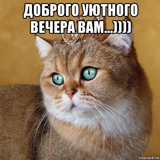 доброго уютного вечера вам...)))) , Мем Король котов