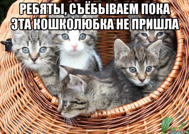 ребяты, съёбываем пока эта кошколюбка не пришла , Мем Котировка из корзины