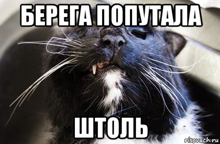 берега попутала штоль, Мем Недовольный Бобёр
