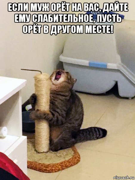 если муж орёт на вас, дайте ему слабительное, пусть орёт в другом месте! 