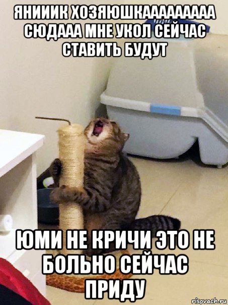 янииик хозяюшкааааааааа сюдааа мне укол сейчас ставить будут юми не кричи это не больно сейчас приду