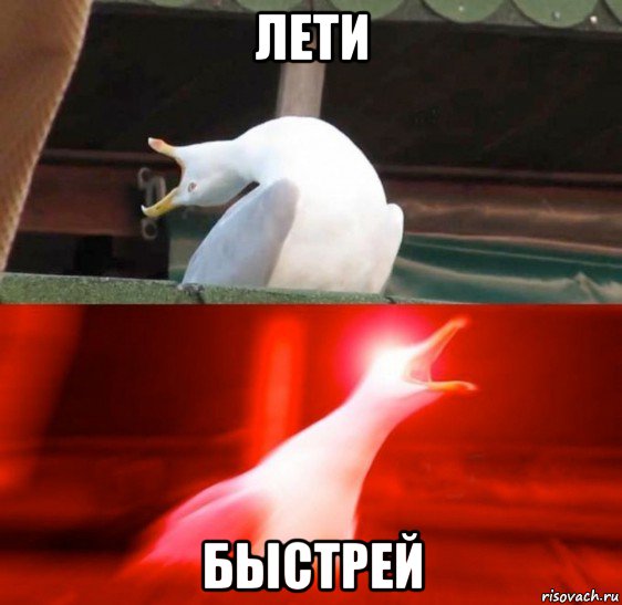 лети быстрей, Мем Орушая птица