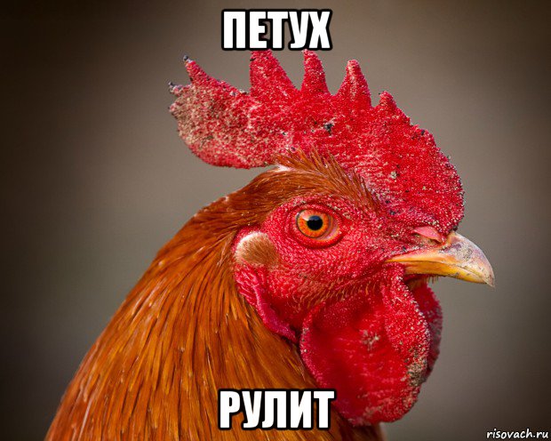 петух рулит, Мем петух