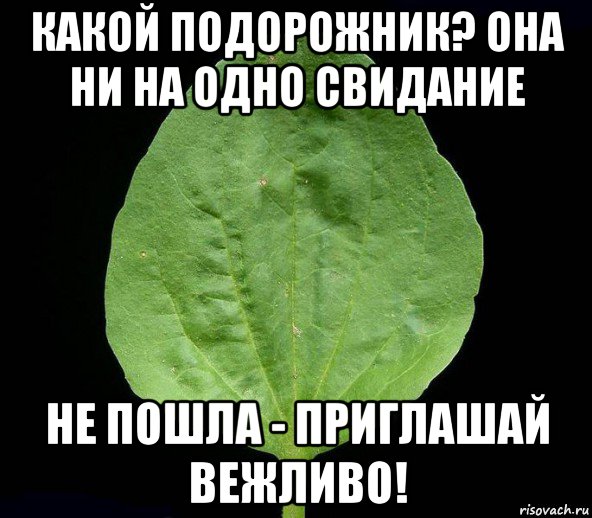 какой подорожник? она ни на одно свидание не пошла - приглашай вежливо!