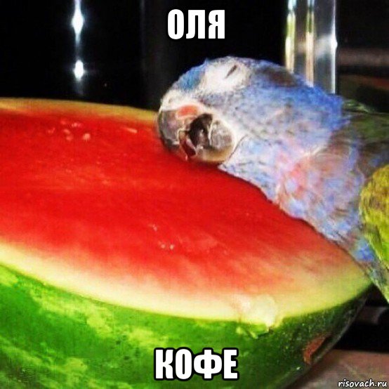 оля кофе, Мем ПОПУГАЙ