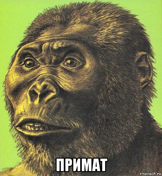  примат, Мем Приматопитек
