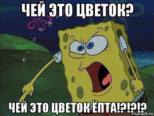 чей это цветок? чей это цветок ёпта!?!?!?, Мем Спанч боб