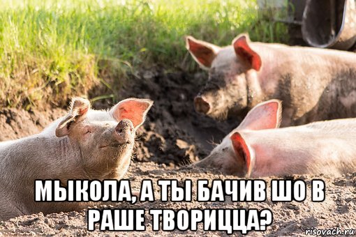  мыкола, а ты бачив шо в раше творицца?, Мем Свиньи