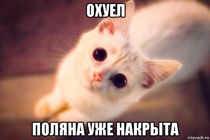 охуел поляна уже накрыта