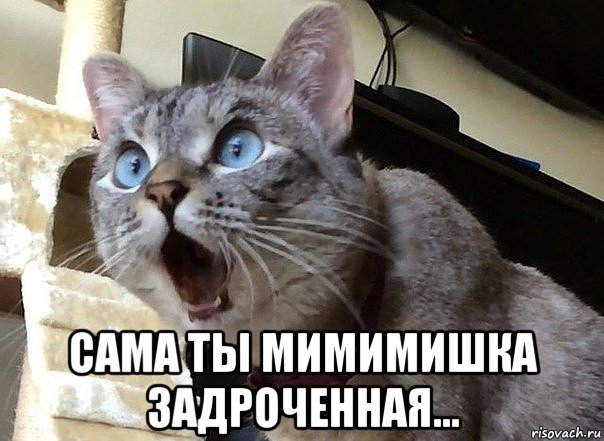  сама ты мимимишка задроченная..., Мем Удивленный кот
