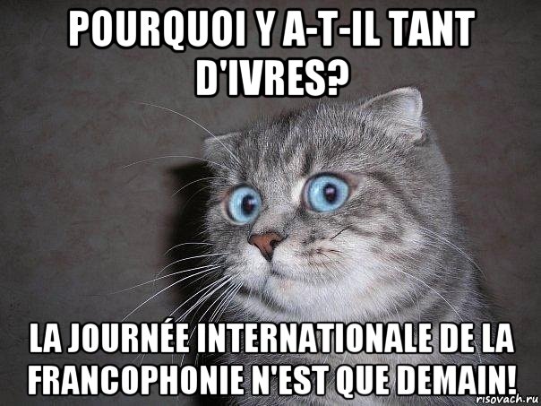 pourquoi y a-t-il tant d'ivres? la journée internationale de la francophonie n'est que demain!, Мем  удивлённый кот