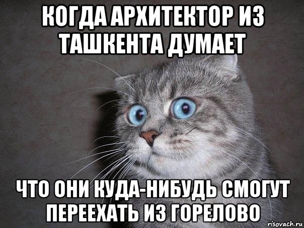 когда архитектор из ташкента думает что они куда-нибудь смогут переехать из горелово, Мем  удивлённый кот