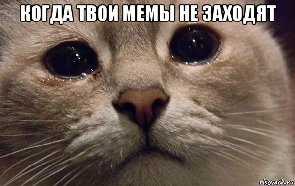 когда твои мемы не заходят , Мем   В мире грустит один котик