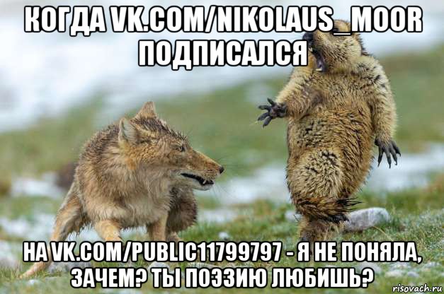 когда vk.com/nikolaus_moor подписался на vk.com/public11799797 - я не поняла, зачем? ты поэзию любишь?, Мем Волк и суслик