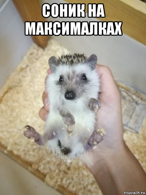 соник на максималках , Мем Йожык