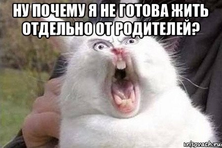 ну почему я не готова жить отдельно от родителей? , Мем Бешеный кролик