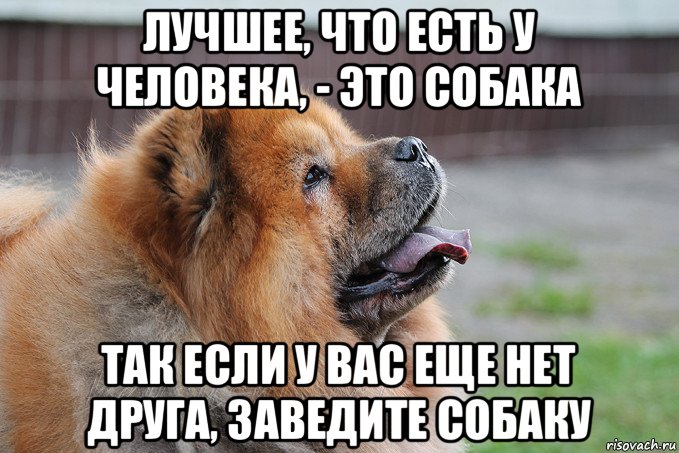 лучшее, что есть у человека, - это собака так если у вас еще нет друга, заведите собаку, Мем Благодарность Вы хотите знать что это  такое