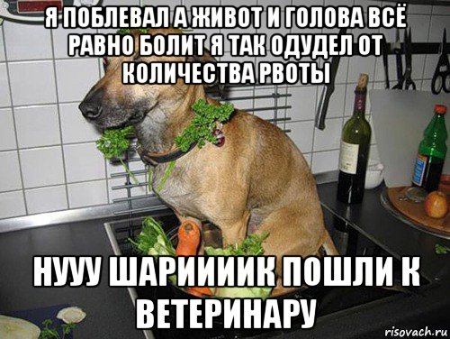 я поблевал а живот и голова всё равно болит я так одудел от количества рвоты нууу шариииик пошли к ветеринару, Мем Блюдо собака