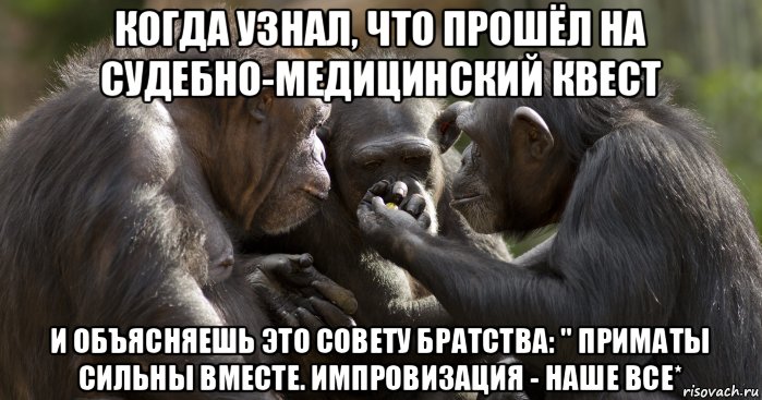 когда узнал, что прошёл на судебно-медицинский квест и объясняешь это совету братства: " приматы сильны вместе. импровизация - наше все*, Мем Группа обезьян