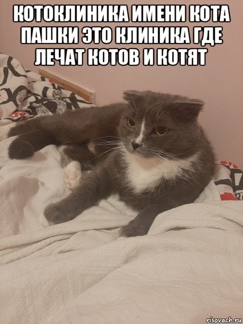 котоклиника имени кота пашки это клиника где лечат котов и котят 