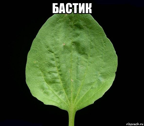 бастик 