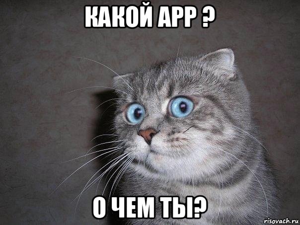 какой app ? о чем ты?, Мем  удивлённый кот