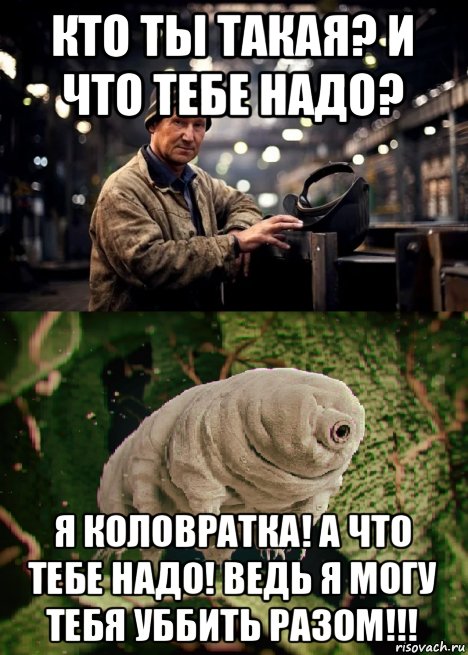 кто ты такая? и что тебе надо? я коловратка! а что тебе надо! ведь я могу тебя уббить разом!!!