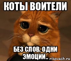 коты воители без слов, одни эмоции.., Мем Кот из Шрека