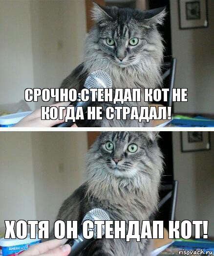Срочно:стендап кот не когда не страдал! Хотя он стендап кот!, Комикс  кот с микрофоном