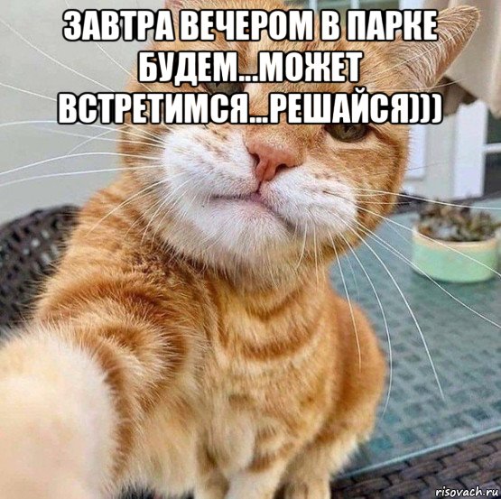 завтра вечером в парке будем...может встретимся...решайся))) , Мем Кот