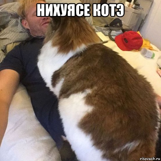 нихуясе котэ 