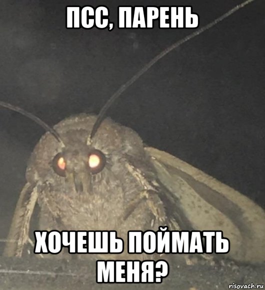 псс, парень хочешь поймать меня?, Мем Моль