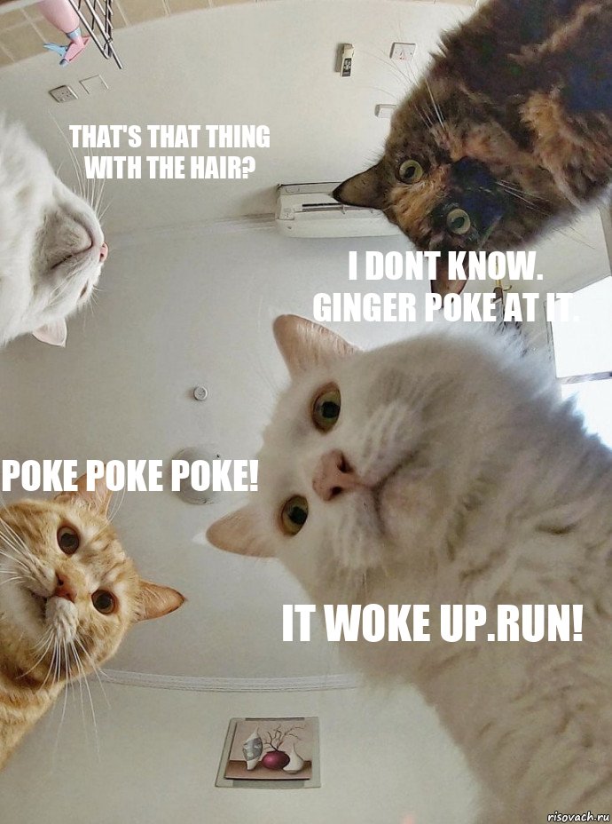 That's that thiNg With the hair? I dont know.
Ginger poke at it. Poke poke poke! It woke up.run!