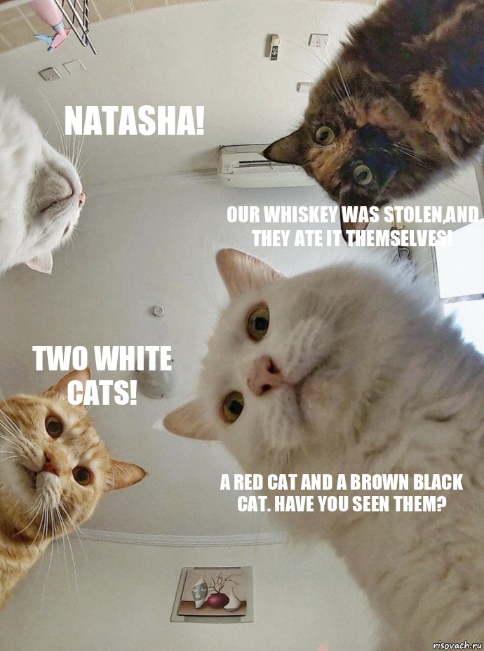 Natasha! Our whiskey was stolen,and they ate it themselves! Two white cats! A red cat and a brown black cat. Have you seen Them?, Комикс  Наташа мы все уронили