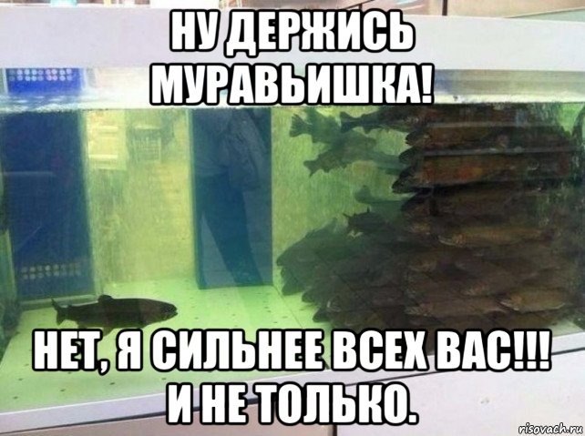 ну держись муравьишка! нет, я сильнее всех вас!!! и не только., Мем Один против всех