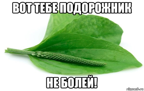 вот тебе подорожник не болей!