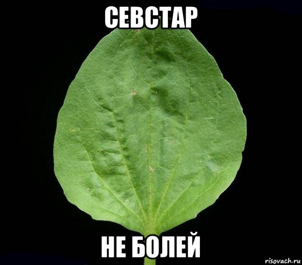 севстар не болей