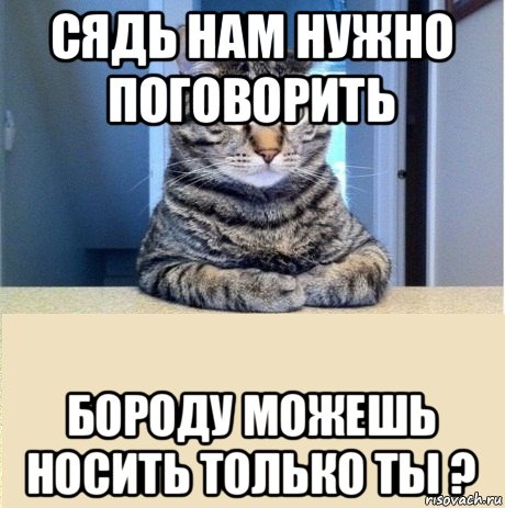 сядь нам нужно поговорить бороду можешь носить только ты ?, Мем серьезный кот