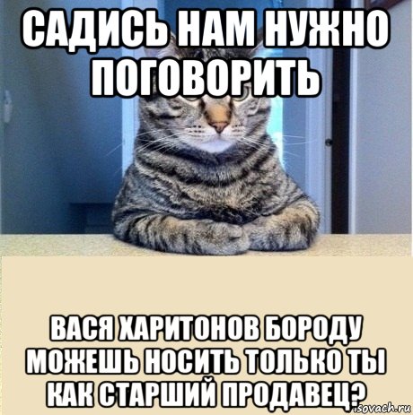 садись нам нужно поговорить вася харитонов бороду можешь носить только ты как старший продавец?, Мем серьезный кот