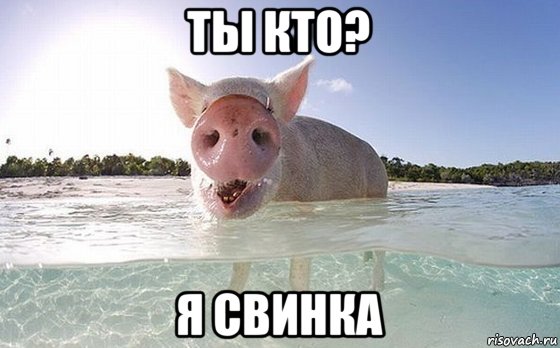 ты кто? я свинка