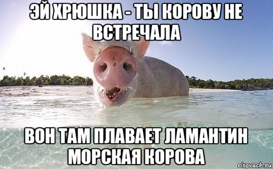 эй хрюшка - ты корову не встречала вон там плавает ламантин морская корова