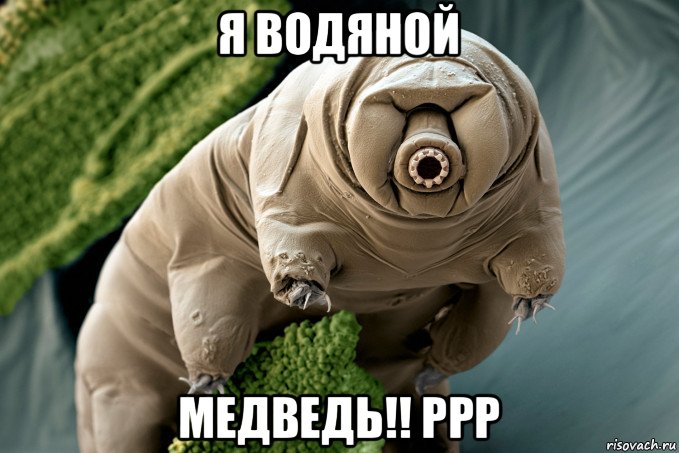 я водяной медведь!! ррр