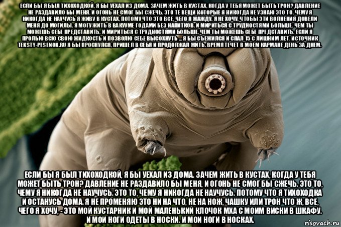 если бы я был тихоходкой, я бы уехал из дома. зачем жить в кустах, когда у тебя может быть трон? давление не раздавило бы меня, и огонь не смог бы сжечь. это те вещи которые я никогда не узнаю это то, чему я никогда не научусь я живу в кустах, потому что это все, чего я жажду. я не хочу, чтобы эти волнения довели меня до могилы. я могу жить в вакууме годами без напитков. и мириться с трудностями больше, чем ты можешь себе представить. и мириться с трудностями больше, чем ты можешь себе представить. если я пролью всю свою жидкость и позволю себе высохнуть ... я бы съежился и спал 15 с лишним лет. источник teksty-pesenok.ru я бы проснулся, пришел в себя и продолжал жить. время течет в моем кармане день за днем. если бы я был тихоходкой, я бы уехал из дома. зачем жить в кустах, когда у тебя может быть трон? давление не раздавило бы меня, и огонь не смог бы сжечь. это то, чему я никогда не научусь. это то, чему я никогда не научусь. потому что я тихоходка и останусь дома. я не променяю это ни на что, не на нож, чашку или трон что ж, все, чего я хочу, - это мой кустарник и мой маленький клочок мха с моим виски в шкафу. и мои ноги одеты в носки. и мои ноги в носках.