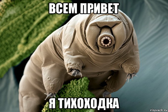 всем привет я тихоходка