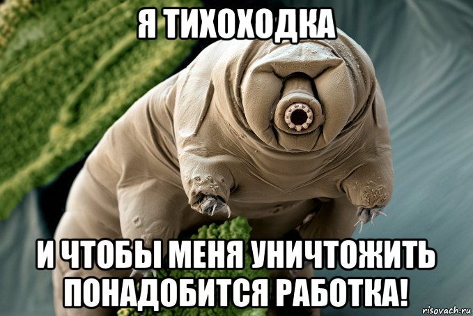 я тихоходка и чтобы меня уничтожить понадобится работка!
