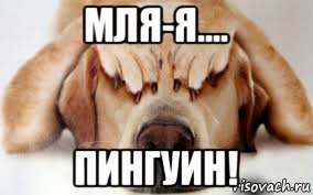 мля-я.... пингуин!